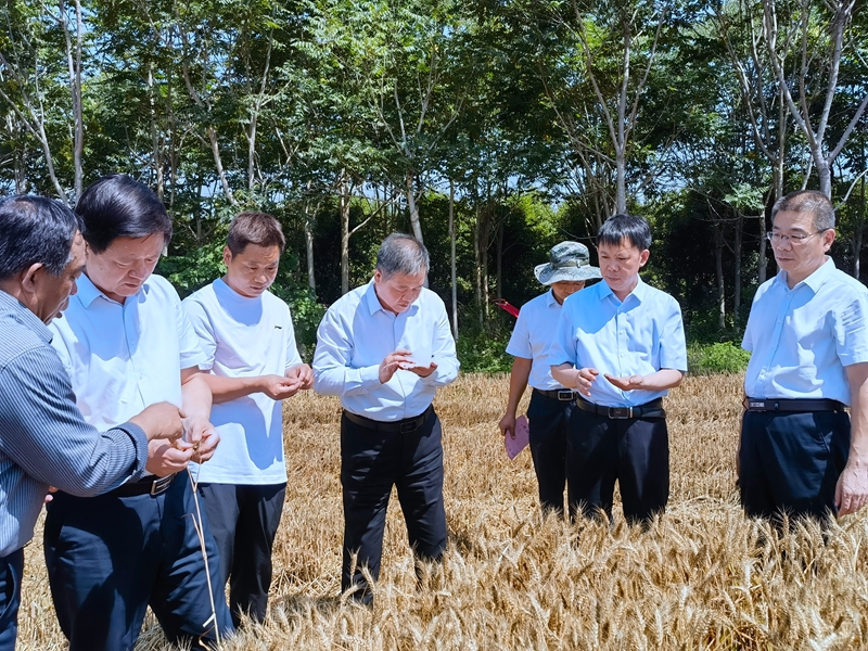 集团领导调研指导“三夏”工作