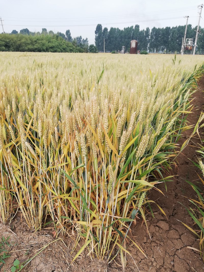 国产真人做爰视频免费